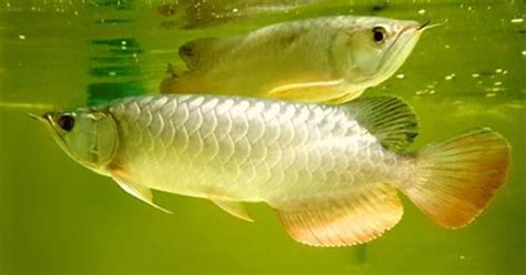 Hiback Golden Arowana Fish - 6-8 inch (Qian Hu Farm Certified) | AQUAstore