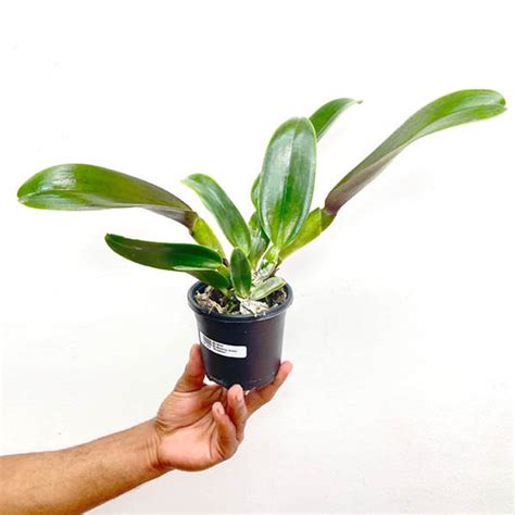 Buy Cattleya Orchids Online India | Cattleya Orchid | Orchid-tree ...