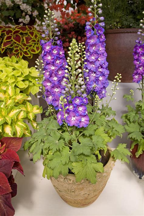 How to Plant and Grow Delphiniums