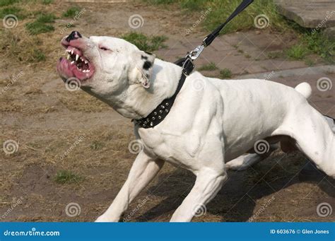 Mean dog stock photo. Image of teeth, mean, growl, protection - 603676