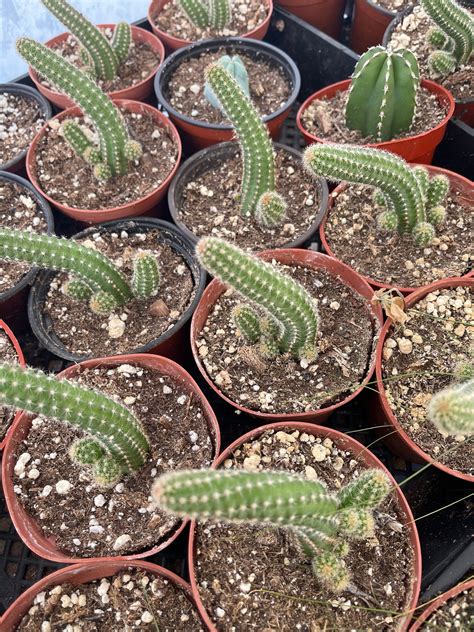 Peanut Cactus Echinopsis Chamaecereus 4” pot – Dose of Succulents