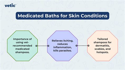 Primary Pet Health Check and Urgent Care | Vetic Pet Clinic