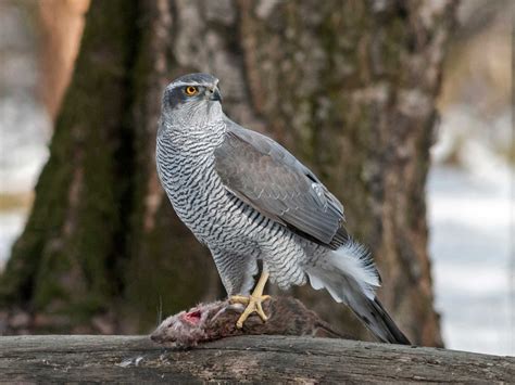 Meet The State Birds Of India | Nature inFocus