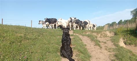Retrouvailles lors de la Nationale d’Élevage Beauceron, Le PAarc des ...