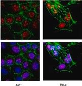 Anti-Ki-67 Antibody Chemicon®, from rabbit | Sigma-Aldrich