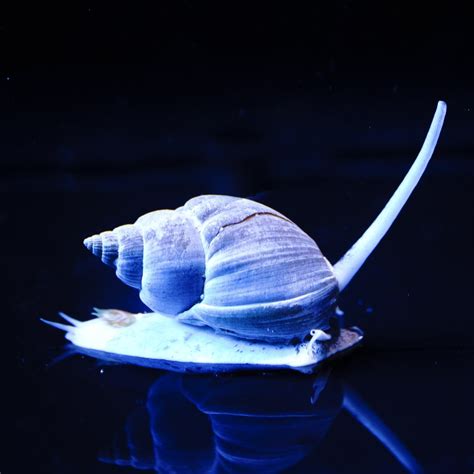 Turbo Snail Saltwater
