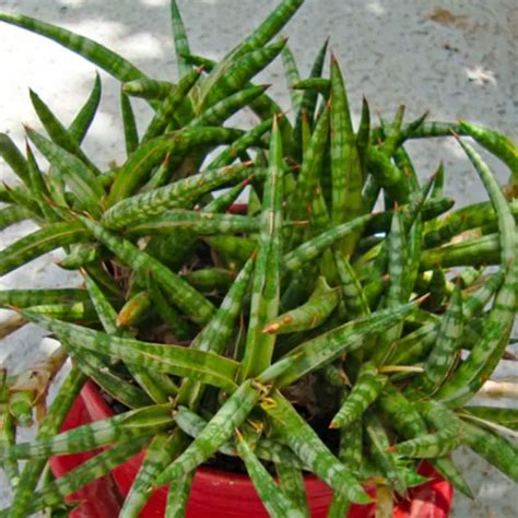 Sansevieria Ballyi | Dwarf Snake Plant – Lalit Enterprise