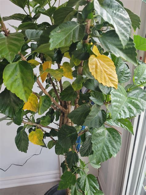 hibiscus yellowing leaves : r/houseplants