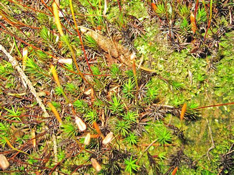 Image result for Plantlets Examples