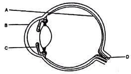 The diagram below shows the structure of the eye. Choose words from the ...