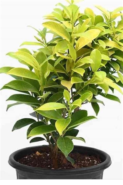 EverSneh Live Real Live Plants Ficus Panda, Ficus truncata Pila Panda ...