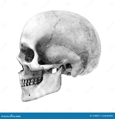 Human Skull - Side-View - Pencil Drawing Style Stock Illustration ...
