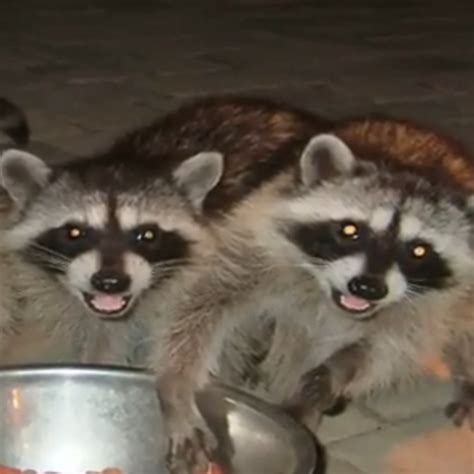 Taken By Trees x raccoons