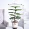 Buy Indian Christmas Tree | A Festive Favorite for Every Home – Ugaoo
