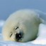 Image result for Cute Fluffy Baby Animals