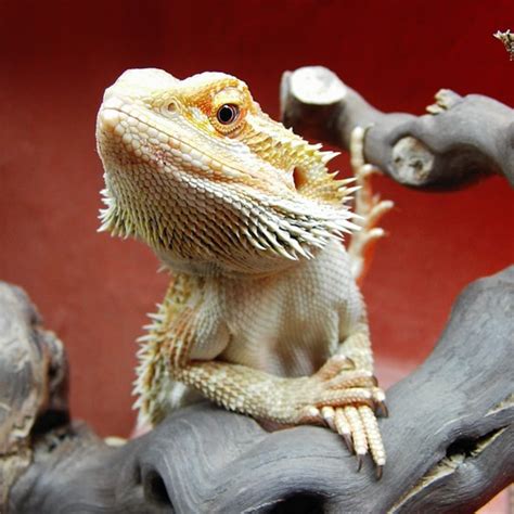 Leatherback Bearded Dragon Vs Normal
