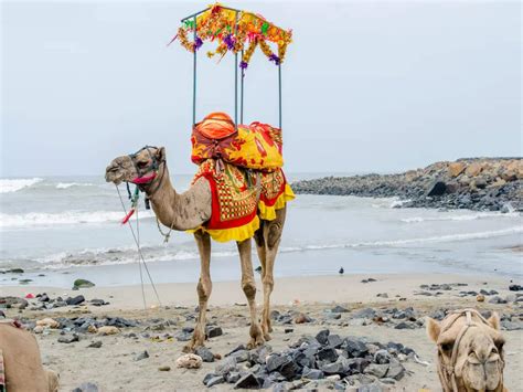 In pictures: Cool ways to experience Daman and Diu | Times of India Travel