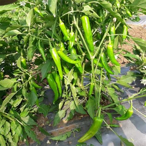 Buy Chilli Picador Pepper Hybrid F1 Seeds – Extra Spicy, High Yield