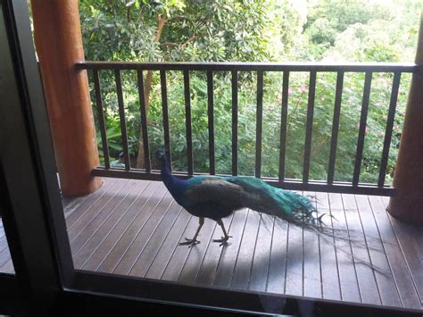 MILKWOOD LODGE (Cooktown) - Lodge Reviews, Photos, Rate Comparison ...