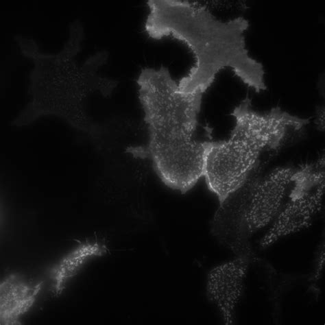 ImageJ Colocalization Analysis 的图像结果