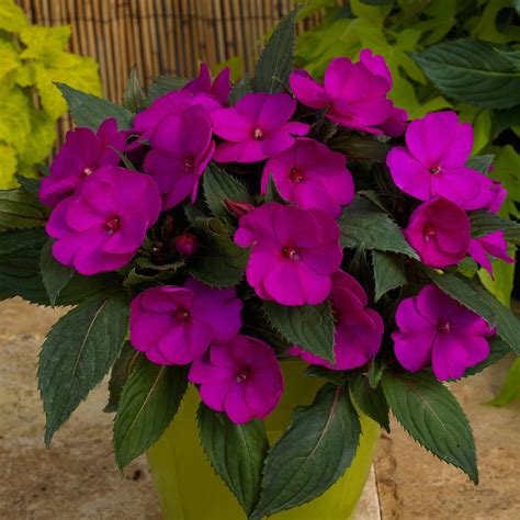 10 Purple Flowers to Dress Up your Garden! - National Garden Bureau