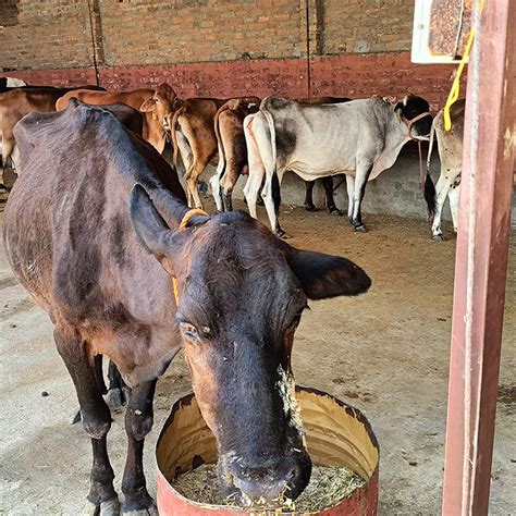 Animal rescue in una(+91 93175-50543) Himachal Pradesh