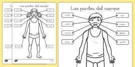 Partes del cuerpo humano: una guía completa para niños