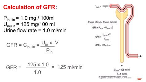 Calculation For Gfr