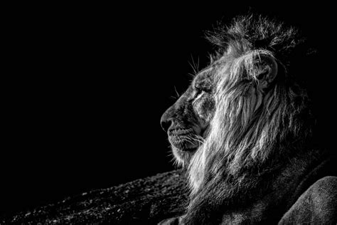 Download Black And White Lion Desktop Wallpaper | Wallpapers.com