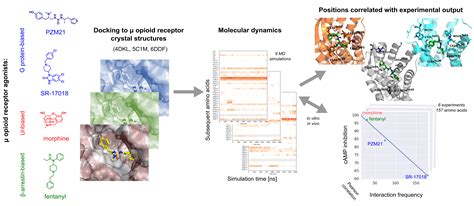 Molecular Modeling of µ Opioid Receptor Ligands with Various Functional ...