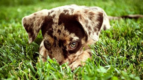 Watchmojo.com Anime Embarrassing 的图像结果