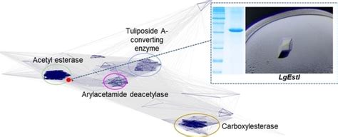 Sequence Analysis and Preliminary X-ray Crystallographic Analysis of an ...
