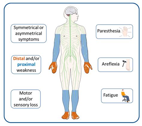 CIDP: Current Treatments and Identification of Targets for Future Specific Therapeutic Intervention