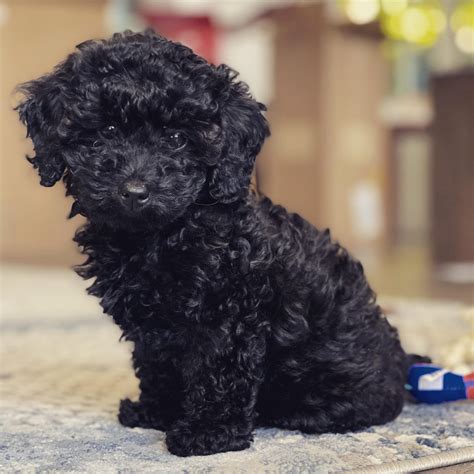Black Toy Poodle