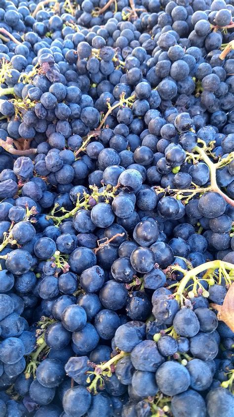 SHOP — Big Dog Vineyards