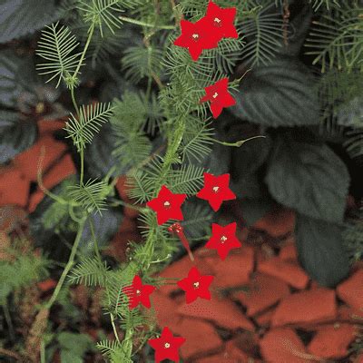 Buy Cypress Vine, Star Ipomoea, Ganesh Vel - Plant online from ...