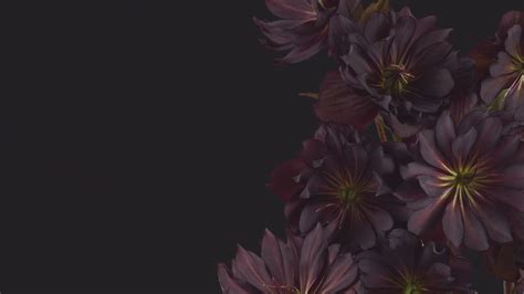 Android 12 Wallpaper 的图像结果