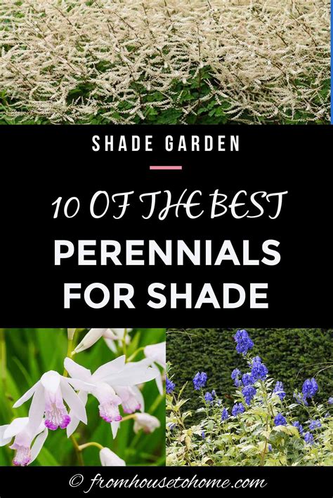 The Ultimate Guide to Tall Shade Plants: How to Add Height and Privacy ...
