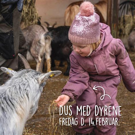 VINTERFERIE // Dus med dyrene og besøg af dyrlægen, Christian 4 Vej 23 ...