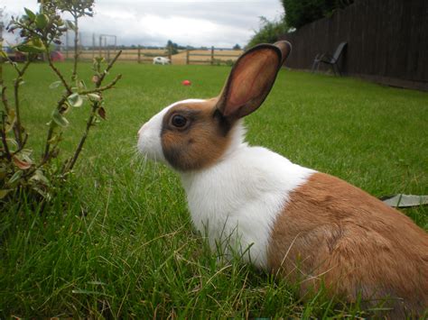 Dutch For Sale | Rabbits | Breed Information | Omlet