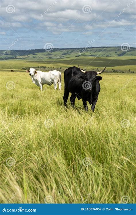 The Wild Coast, Grasslands and African Veld Grazing Fields for Nguni ...