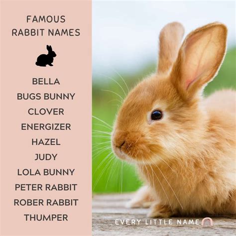 230+ Best Rabbit Names for Your Pet Bunny - Every Little Name