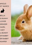 Image result for Cute Bunny Rabbit Names