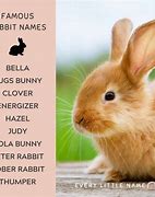 Image result for Good Boy Bunny Names