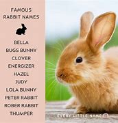 Image result for Pink Bunny Names