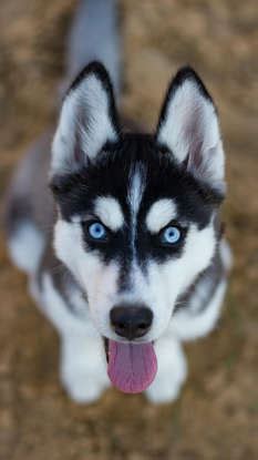 Most photogenic dog breeds in the world