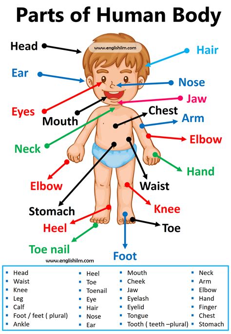 Human Body Parts Name With Picture In English And Urdu Word Meaning - Infoupdate.org