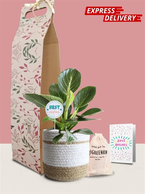 Birkin Plant Gift in Eco Pot (Medium) – Greenkin