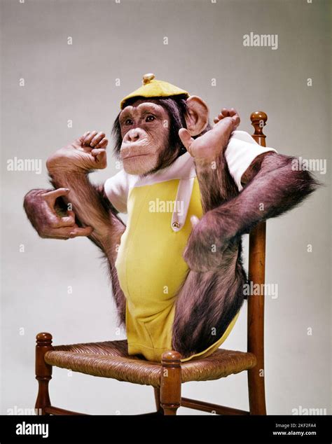 1960s CHIMPANZEE Pan troglodytes WEARING YELLOW AND WHITE CAP AND ...
