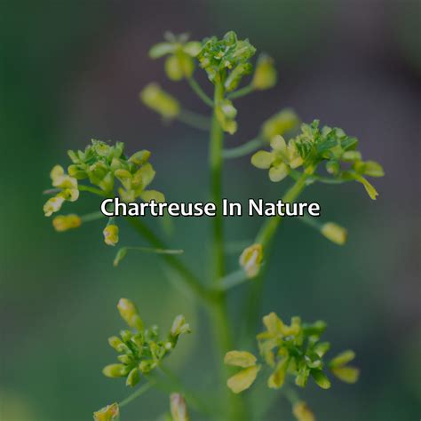 Image result for Chartreuse Definition